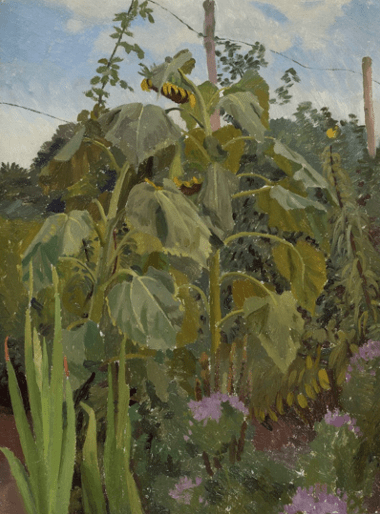 Giant Sunflowers in Oak Cottage Garden - Liss Llewellyn