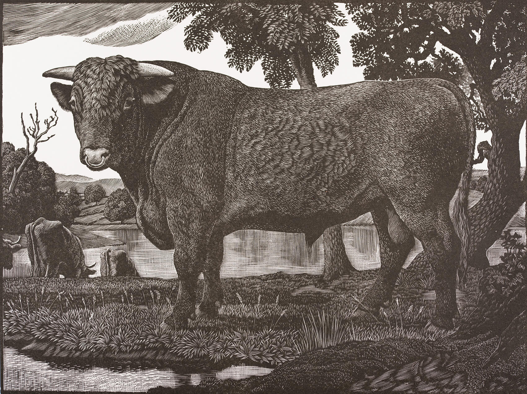 Charles Frederick Tunnicliffe R.A. - The Shorthorn bull
