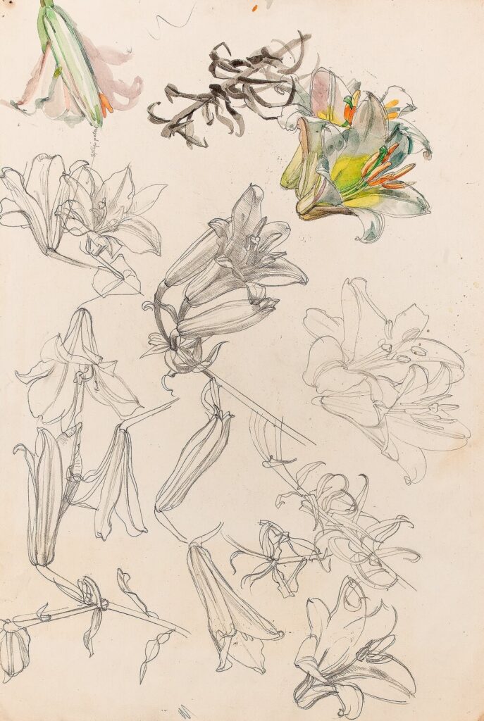 Charles Mahoney - Lily heads and stems