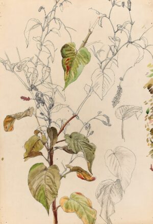 Charles Mahoney - Polygonum amplexicaute