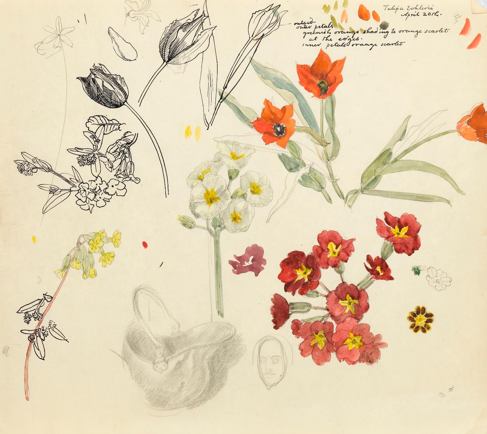 Charles Mahoney - Sheet of flower studies with Tulipa Eichleri