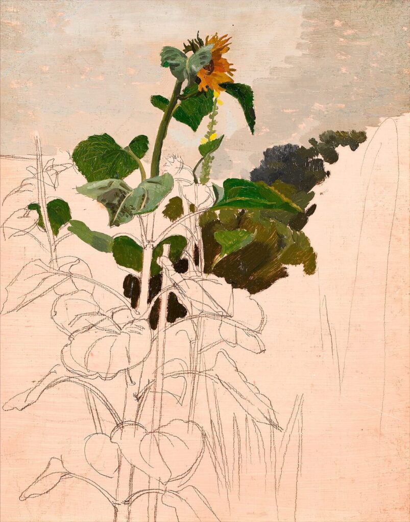 Charles Mahoney - Study of a Sunflower