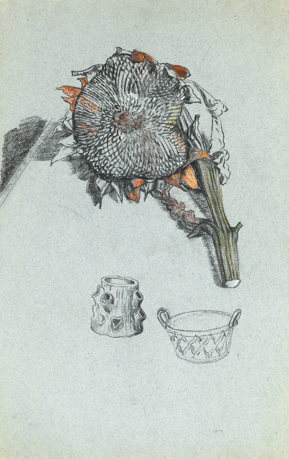 Charles Mahoney - Study of a cut sunflower head