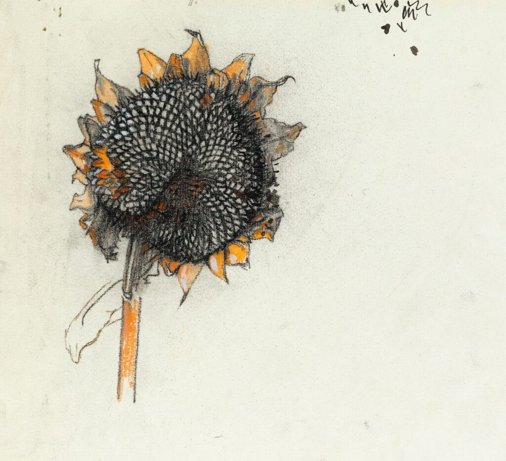Charles Mahoney - Study of a sunflower head