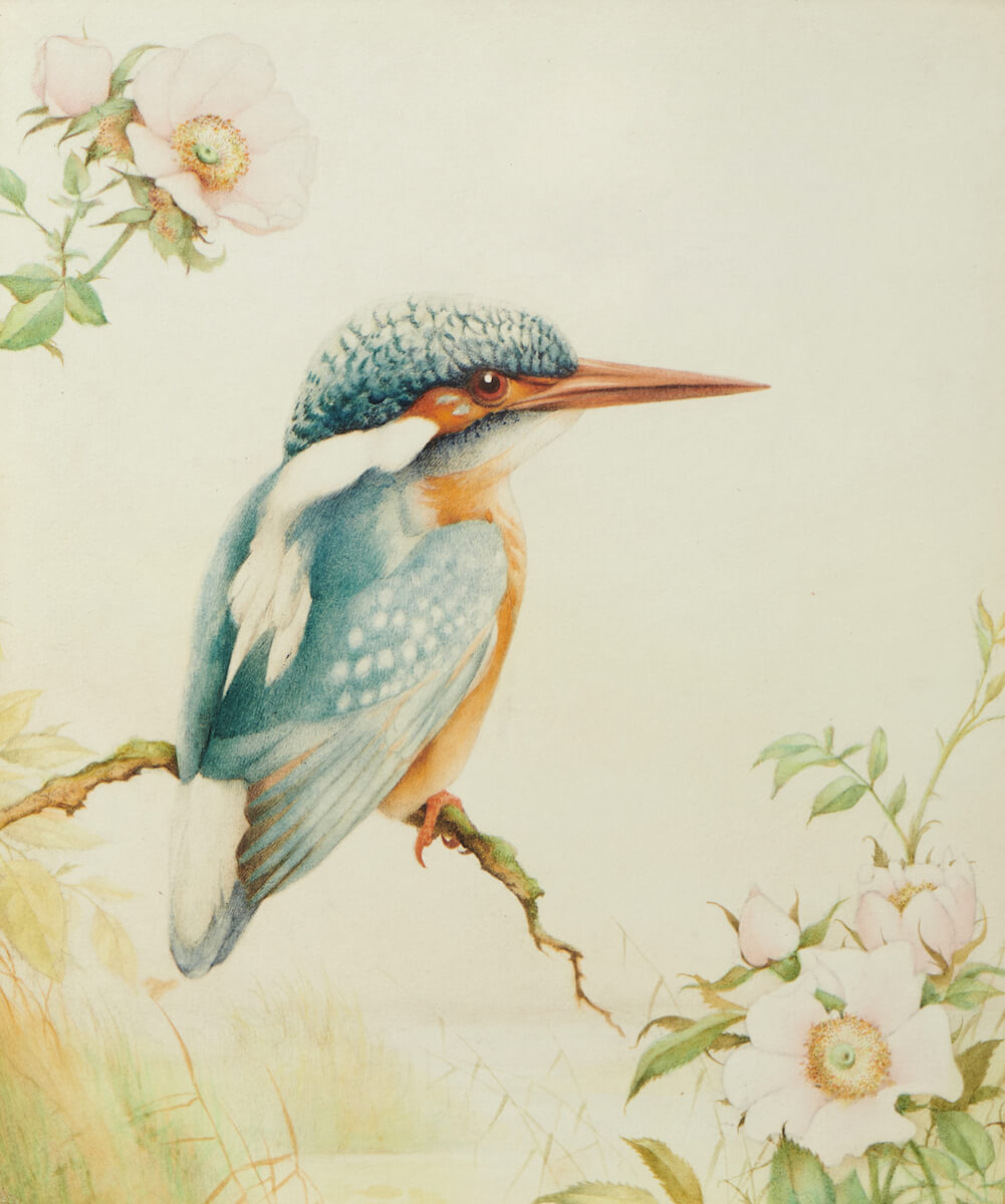 Edward Julius Detmold - Kingfisher Upon a Branch with Wild Roses