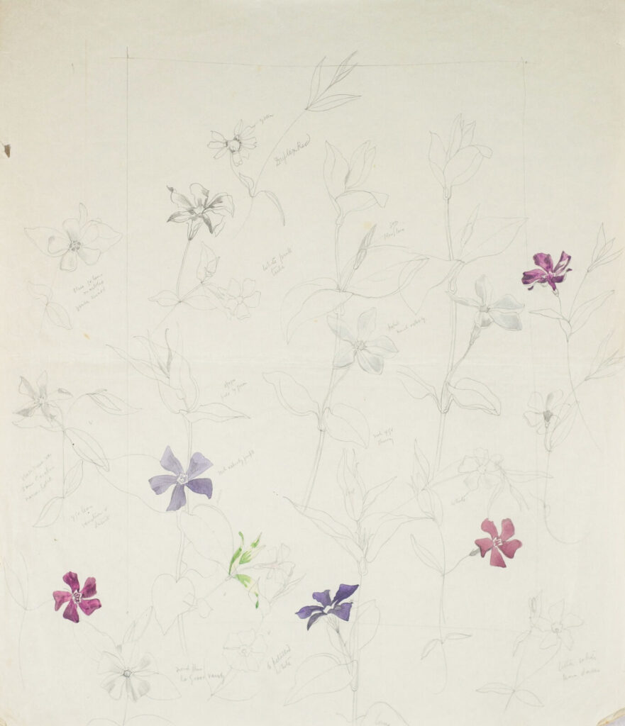 John Nash - Periwinkle flower study (Vinca species)