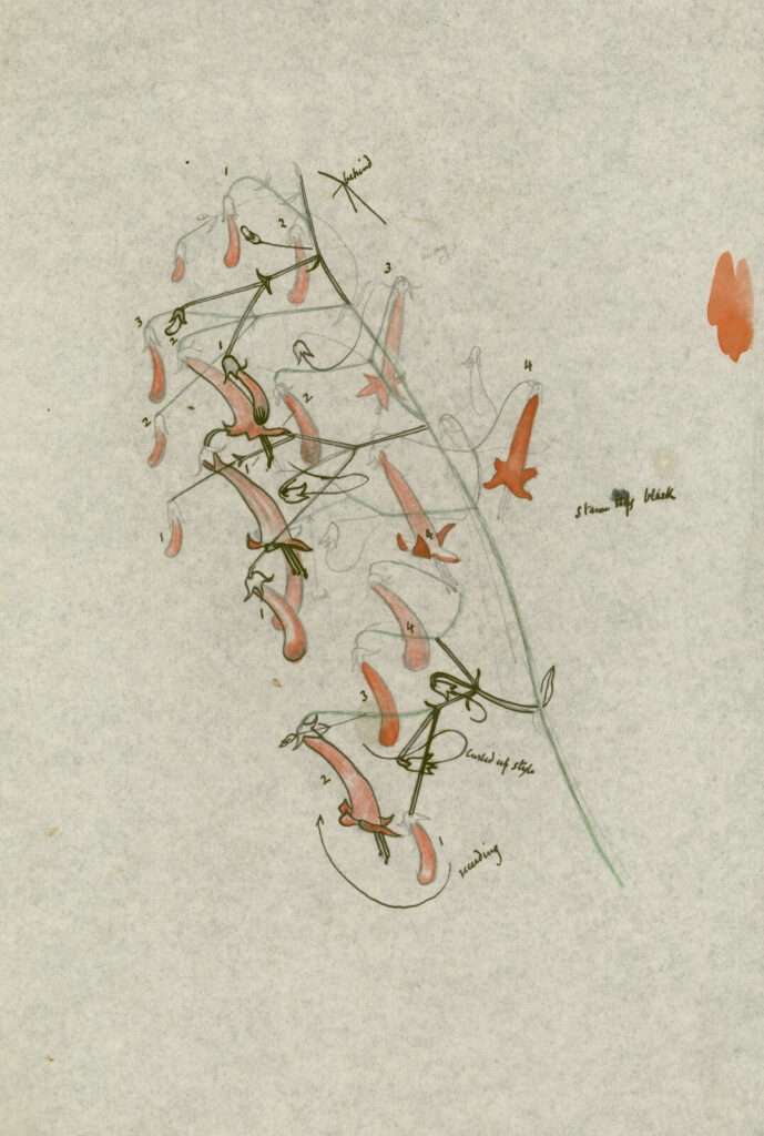 John Nash - Study of Ruhmania (Chinese Foxgloves)