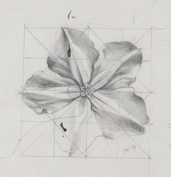 John Nash - Study of a flower head
