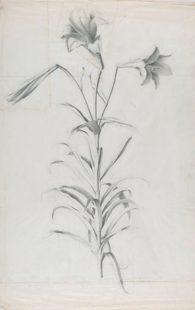 Marion Adnams - Study of Lilies