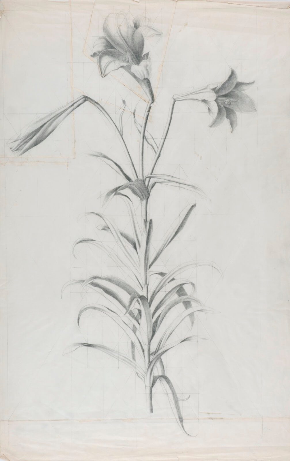 Marion Adnams - Study of Lilies