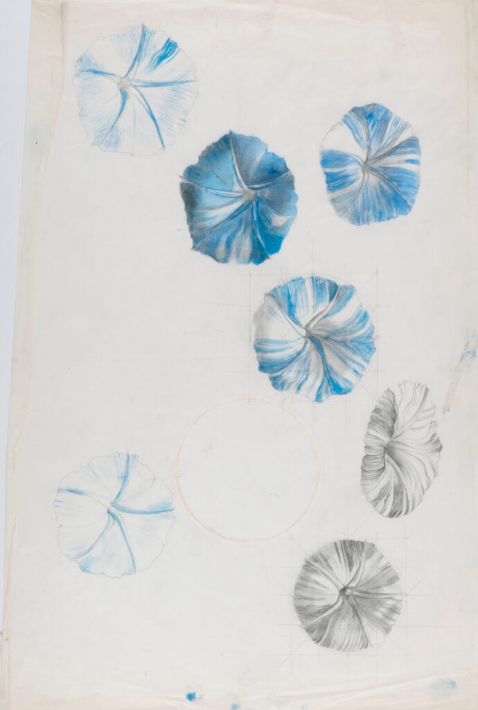Marion Adnams - Study of Morning Glory (Ipomoea species)