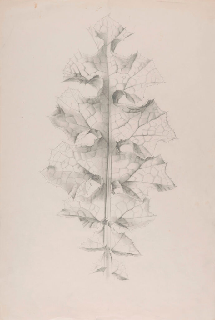 Marion Adnams - Study of a Variegated Thistle Leaf (Silybum marianum)