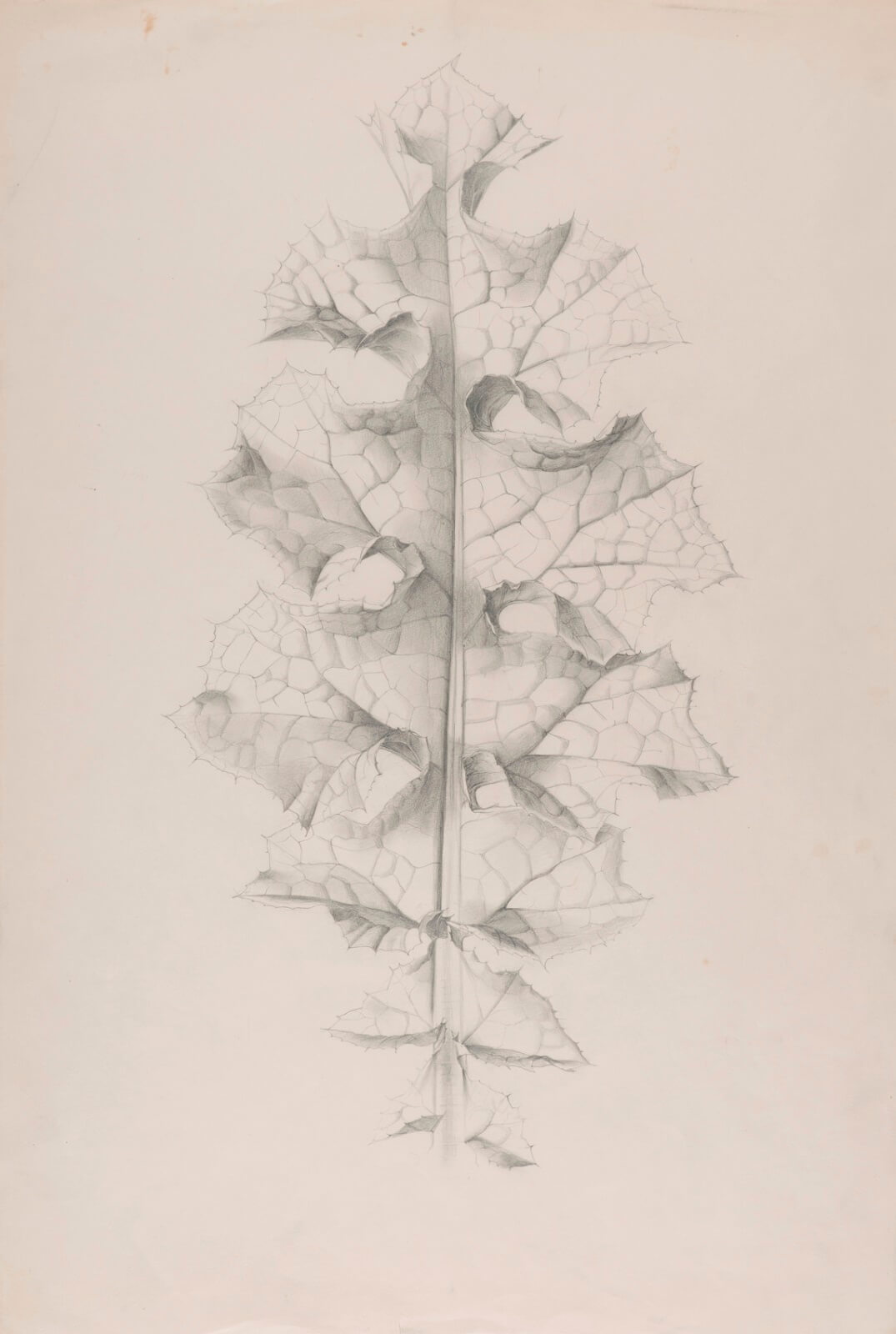 Marion Adnams - Study of a Variegated Thistle Leaf (Silybum marianum)