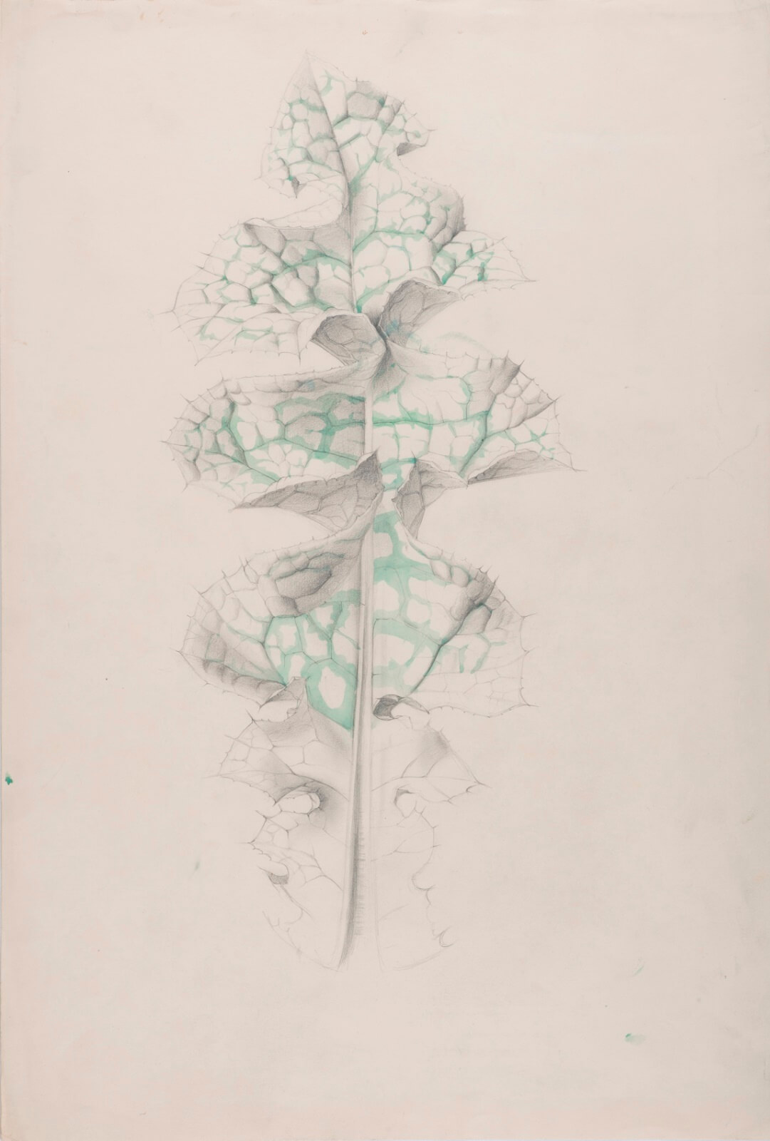 Marion Adnams - Study of a variagated croton leaf