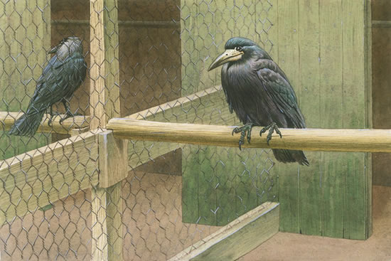 Raymond Sheppard - Rooks in a cage