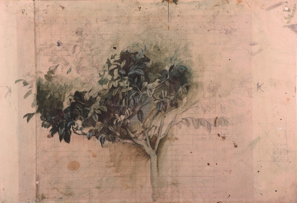Sir Thomas Monnington - Study of a laurel bush