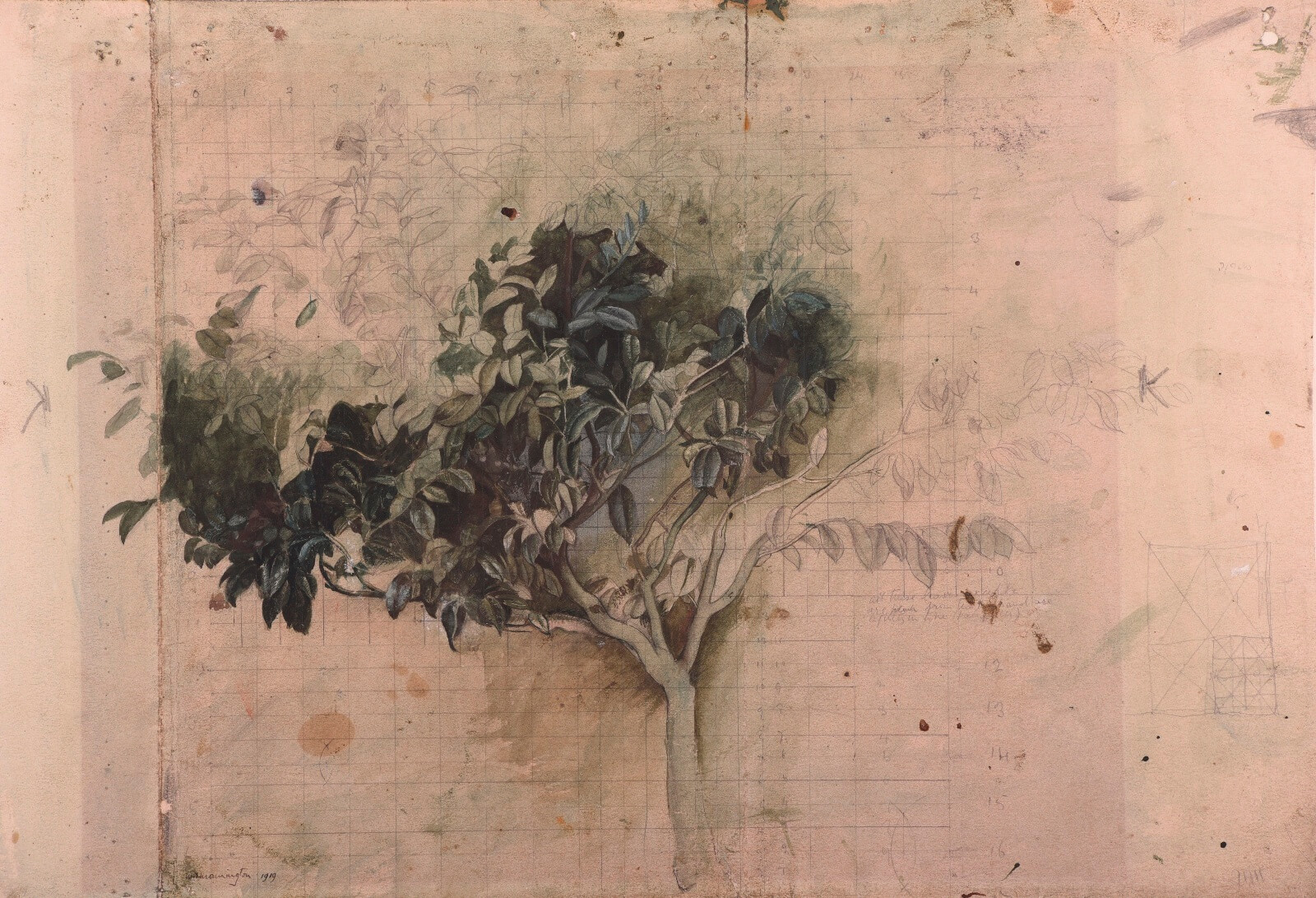 Sir Thomas Monnington - Study of a laurel bush