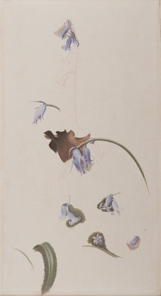 Winifred Knights - Study of Blue Bells