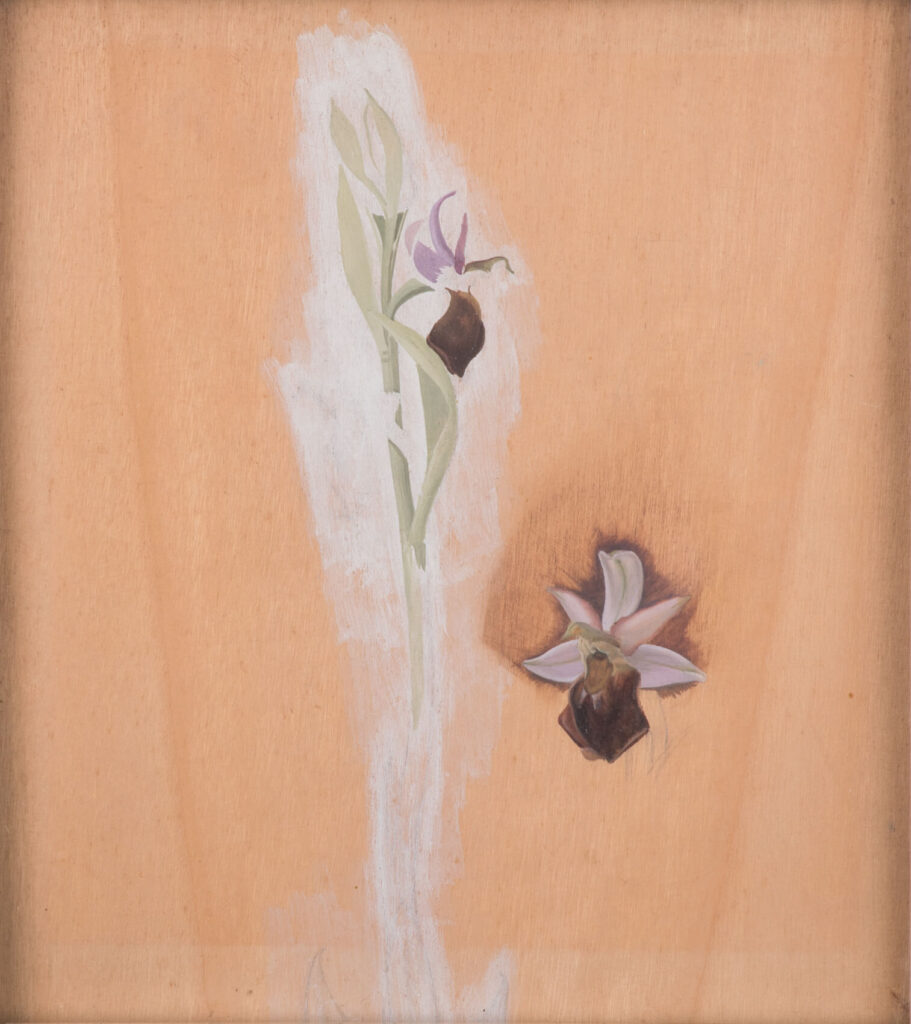 Winifred Knights - Study of Ophrys Bertolonii